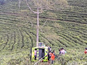 Elf Wisatawan Asal Gresik Terperosok ke Kebun Teh di Karanganyar Elf Wisatawan Asal Gresik Terperosok ke Kebun Teh di Karanganyar