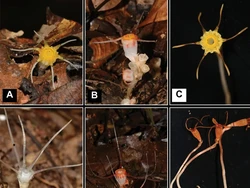 Spesies Tanaman Baru Ditemukan di Negara Tetangga RI, Terancam Punah!