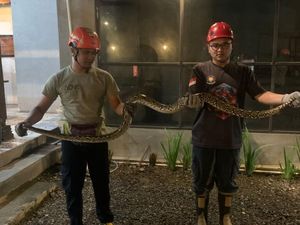 Ular Sanca 2 Meter Berkeliaran di Resto Mlati Sleman, Damkar Evakuasi Ular Sanca 2 Meter Berkeliaran di Resto Mlati Sleman, Damkar Evakuasi