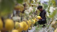 Mengintip Budi Daya Melon di Lahan Terlantar Banda Aceh