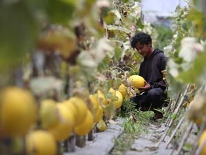 Mengintip Budi Daya Melon di Lahan Terlantar Banda Aceh Mengintip Budi Daya Melon di Lahan Terlantar Banda Aceh