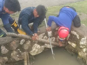 Geger Ular Piton 5 Meter Muncul di Permukiman Warga Maros, Damkar Evakuasi