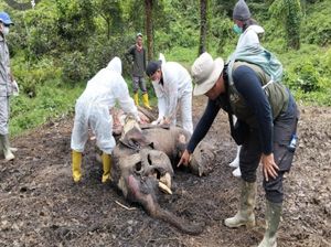 Menanti Terungkapnya Penyebab Kematian Gajah Sumatera di Perkebunan Langkat Menanti Terungkapnya Penyebab Kematian Gajah Sumatera di Perkebunan Langkat