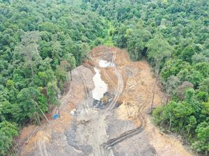 Miris! Pohon Endemik Kaltim Ikut Dibabat Penambang Ilegal di Hutan Unmul Miris! Pohon Endemik Kaltim Ikut Dibabat Penambang Ilegal di Hutan Unmul