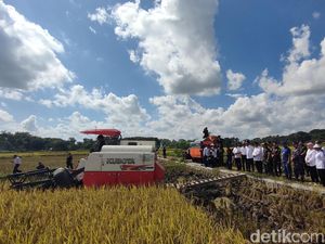 Petani Kulon Progo Semringah Bulog Akhirnya Beli Gabah Rp 6.500/Kg Petani Kulon Progo Semringah Bulog Akhirnya Beli Gabah Rp 6.500/Kg