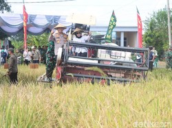 Jaga Ketahanan Pangan Lewat Panen Raya Padi di Tarik Sidoarjo