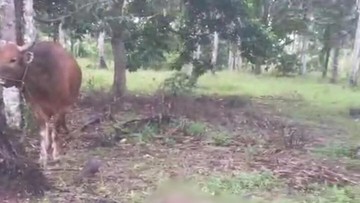 Pria di Sulsel Ditemukan Tewas Usai Terlilit Tali Sapi Peliharaan