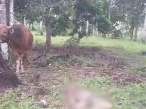 Pria di Sulsel Tewas Terseret Tali Ikatan Sapi yang Mengamuk Pria di Sulsel Tewas Terseret Tali Ikatan Sapi yang Mengamuk