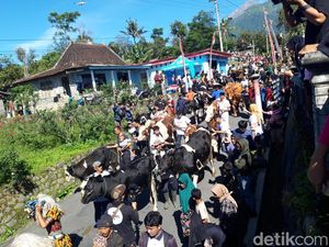 Melihat Tradisi Arak-arakan Sapi Saat Syawalan di Boyolali Melihat Tradisi Arak-arakan Sapi Saat Syawalan di Boyolali
