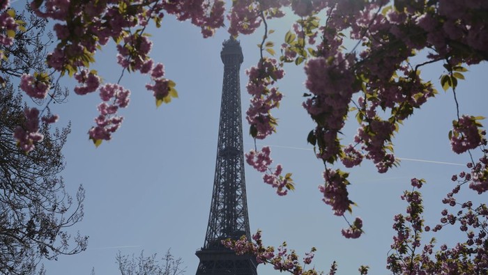 Cantiknya Bunga-bunga Bermekaran Dekat Menara Eiffel Bunga-bunga bermekaran di erat Menara Eiffel di Paris, Prancis. Ini potretnya.