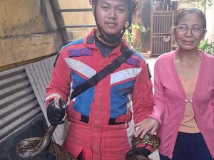 Kloset Rumah Warga di Jakut Mampat Berhari-hari, Ternyata Ada Sanca