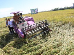Panen Raya, Andra Soni Pastikan Harga Gabah Kering di Banten Rp 6.500/Kg
