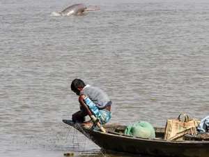 6.000 Lumba-lumba Sungai India dalam Masalah 6.000 Lumba-lumba Sungai India dalam Masalah
