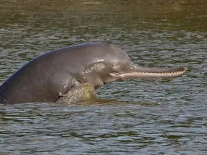 Gawat, Lumba-lumba di Sungai Gangga Terancam Punah