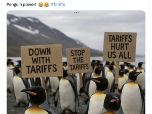 Meme Kocak Pulau Penguin Kena Tarif Trump Meme Kocak Pulau Penguin Kena Tarif Trump