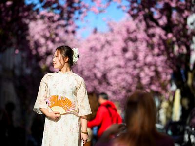 Menikmati Taman Bunga Sakura Bermekaran di Jerman