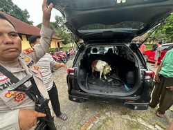Tiga Pencuri Kambing di Ogan Ilir Ditangkap Polisi, 2 Pelaku Buron
