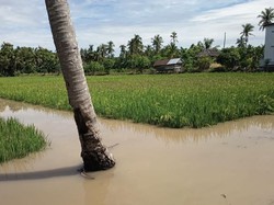 632 Hektare Sawah di Soppeng Terancam Gagal Panen gegara Terendam Banjir