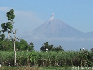Semeru Erupsi 3 Kali Pagi Ini, Luncurkan Abu Vulkanik Setinggi 600 Meter Semeru Erupsi 3 Kali Pagi Ini, Luncurkan Abu Vulkanik Setinggi 600 Meter