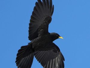 12 Burung yang Bisa Terbang Paling Tinggi di Dunia, Sampai Melintasi Everest 12 Burung yang Bisa Terbang Paling Tinggi di Dunia, Sampai Melintasi Everest