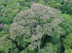 Studi Ungkap Pohon Tropis Ini Tambah Subur Usai Tersambar Petir