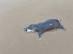 Hewan-hewan di Taman Nasional Kongo Mati Terserang Antraks Hewan-hewan di Taman Nasional Kongo Mati Terserang Antraks