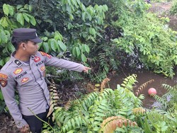 Bocah Kutim Tewas Diterkam Buaya 3 Meter Saat Ambil Bola di Tepi Kanal