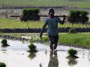 Potret Petani Bojonegoro Kembali Tanam Padi Potret Petani Bojonegoro Kembali Tanam Padi
