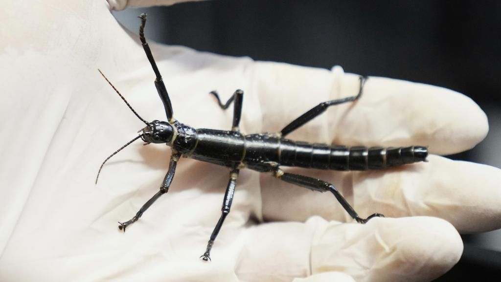 Penampakan Lobster Pohon yang Muncul Lagi Usai 70 Tahun Dianggap Punah Penampakan Lobster Pohon yang Muncul Lagi Usai 70 Tahun Dianggap Punah