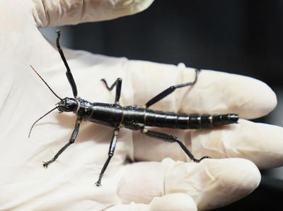 Penampakan Lobster Pohon yang Muncul Lagi Usai 70 Tahun Dianggap Punah