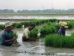 Petani Bojonegoro Kembali Tanam Padi