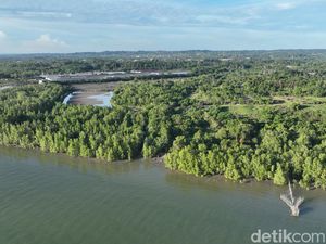 Aktivitas Kayu Ilegal Mencuat Lagi di Tarakan, PPNS Kehutanan Turun Tangan