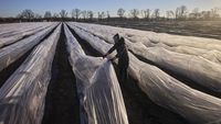 Potret Pertanian Emas Putih Asparagus di Jerman