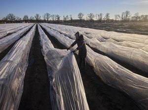 Potret Pertanian Emas Putih Asparagus di Jerman