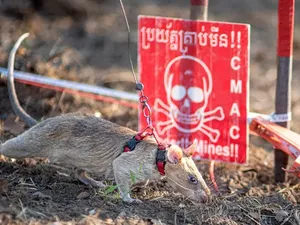Tikus Ini Bukan Sembarang Tikus Tikus Ini Bukan Sembarang Tikus