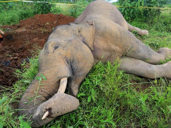 Gajah Sumatera di Aceh Mati Akibat Tersengat Listrik