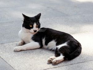Terlalu Banyak Kucing di Kota Bandung, Ini Dampaknya ke Manusia