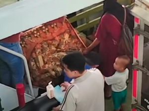 Heboh Ibu Melahirkan di Kapal Feri saat Menuju Rumah Sakit di Baubau Heboh Ibu Melahirkan di Kapal Feri saat Menuju Rumah Sakit di Baubau