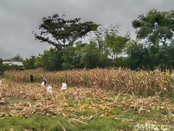 Harga Jagung di Bima Anjlok, Pabrik Enggan Beli Sesuai HPP Rp 5.500 per Kg