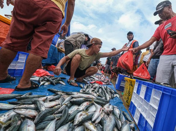 Stok Melimpah, Harga Ikan di Kendari Turun