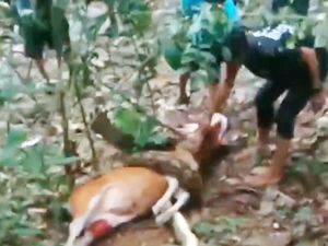 Ular Piton 5 Meter Lilit Anak Sapi di Polman, Langsung Ditebas Warga
