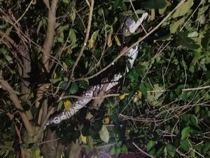 Sanca 4 Meter Kepergok Nangkring di Pohon, Berontak Saat Dievakuasi Sanca 4 Meter Kepergok Nangkring di Pohon, Berontak Saat Dievakuasi