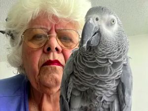 Nenek 76 Tahun Gagal Terbang, Diusir dari Pesawat karena Burung Beo Nenek 76 Tahun Gagal Terbang, Diusir dari Pesawat karena Burung Beo