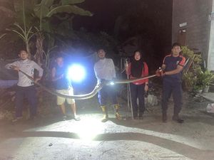 Ular Piton 5 Meter di Lutim Hendak Telan 2 Ayam Dalam Kandang Dievakuasi