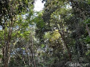 Hutan Pendidikan Universitas Mulawarman: Profil dan Perannya dalam Konservasi Hutan Pendidikan Universitas Mulawarman: Profil dan Perannya dalam Konservasi