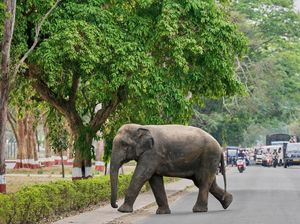 Kabur dari Suaka, Gajah-gajah Liar Wara-wiri di Jalanan India