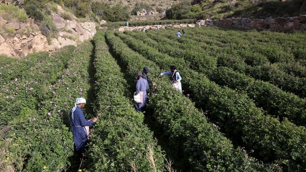 Foreign workers harvest Damascenas (Damask) roses, used to produce rose water and oil, at a farm in Saudi Arabia's western city of Taif, on April 9, 2025. Every spring, roses bloom in Taif, transforming pockets of the kingdom's vast desert landscape into fragrant pink patches. And for one month in April, they produce essential oil that is used in perfumes. (Photo by Fayez Nureldine / AFP)