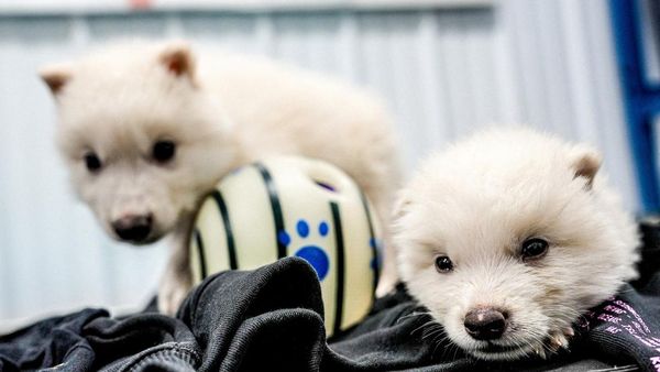 Peneliti AS Klaim Hidupkan Kembali Serigala Ganas yang Punah, Ini Wujudnya