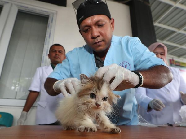 Periksa Kesehatan Klinik Hewan Keliling di Aceh