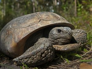 Populasi Kura-kura Gopher di Taman Florida Tetiba Melonjak, Imbas Badai Helene Populasi Kura-kura Gopher di Taman Florida Tetiba Melonjak, Imbas Badai Helene